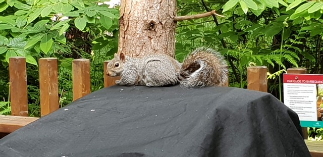 Squirrel